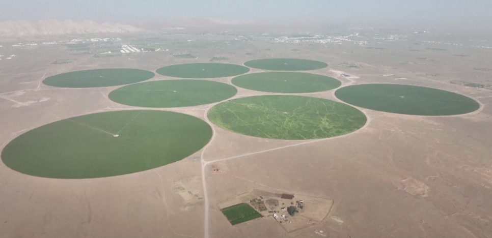 Emiratet mbjellin grurë në shkretëtirë